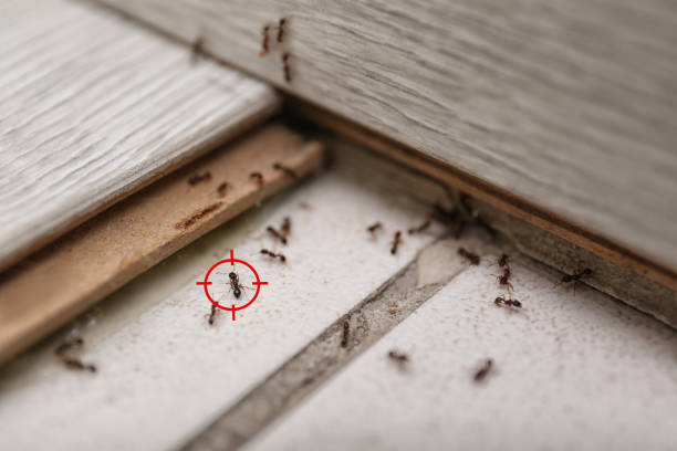 Best Local Pest Control Services  in West Bishop, CA